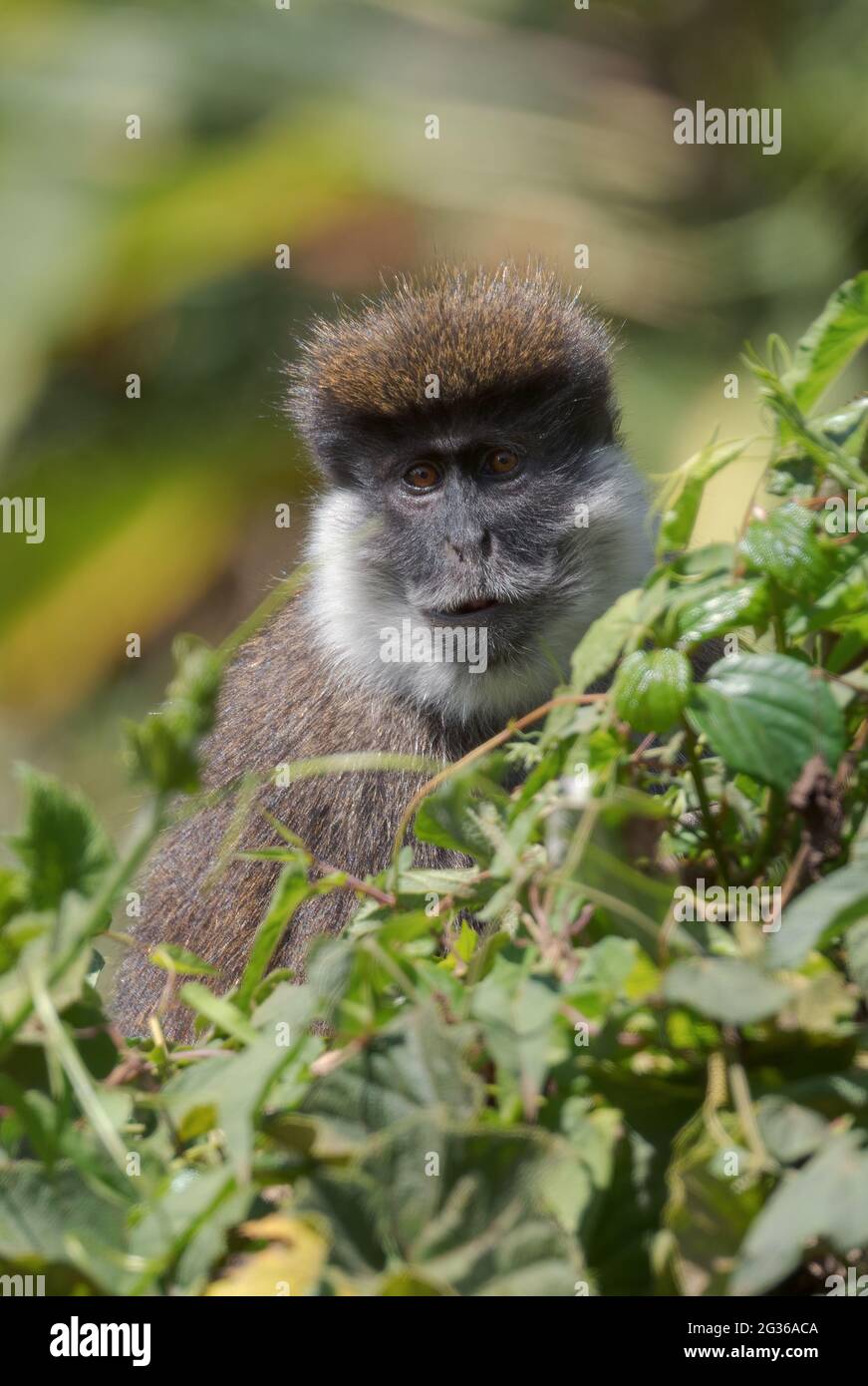 Bale Mountains Monkey - Chlorocebus djamdjamensis, primate endemico in via di estinzione dalle montagne di Bale e dalla foresta di Harrena, Etiopia. Foto Stock