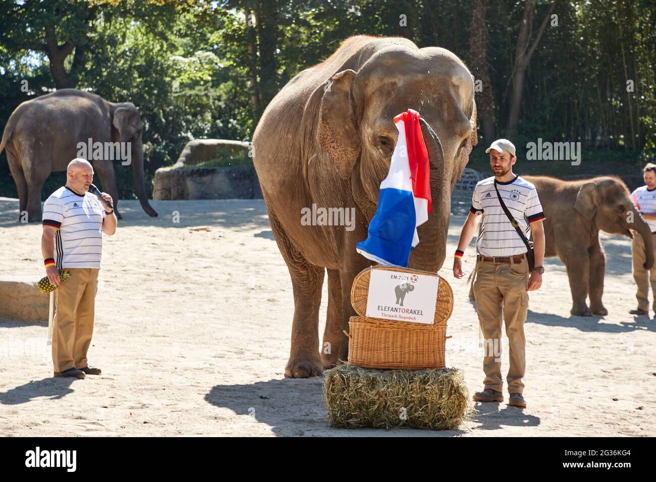 Amburgo, Germania. 14 Giugno 2021. La mucca di elefante Yashoda tira il tricolore francese fuori da un cesto di vimini. Nel corso di un evento stampa presso lo zoo di Hagenbeck, Yashoda avrebbe dovuto prevedere il risultato del primo Campionato europeo tra la nazionale tedesca di calcio e la Francia il 15 giugno. Michael Schmidt (l), custode dello zoo, moderò l'ElefanTORacle. Credit: Georg Wendt/dpa/Alamy Live News Foto Stock