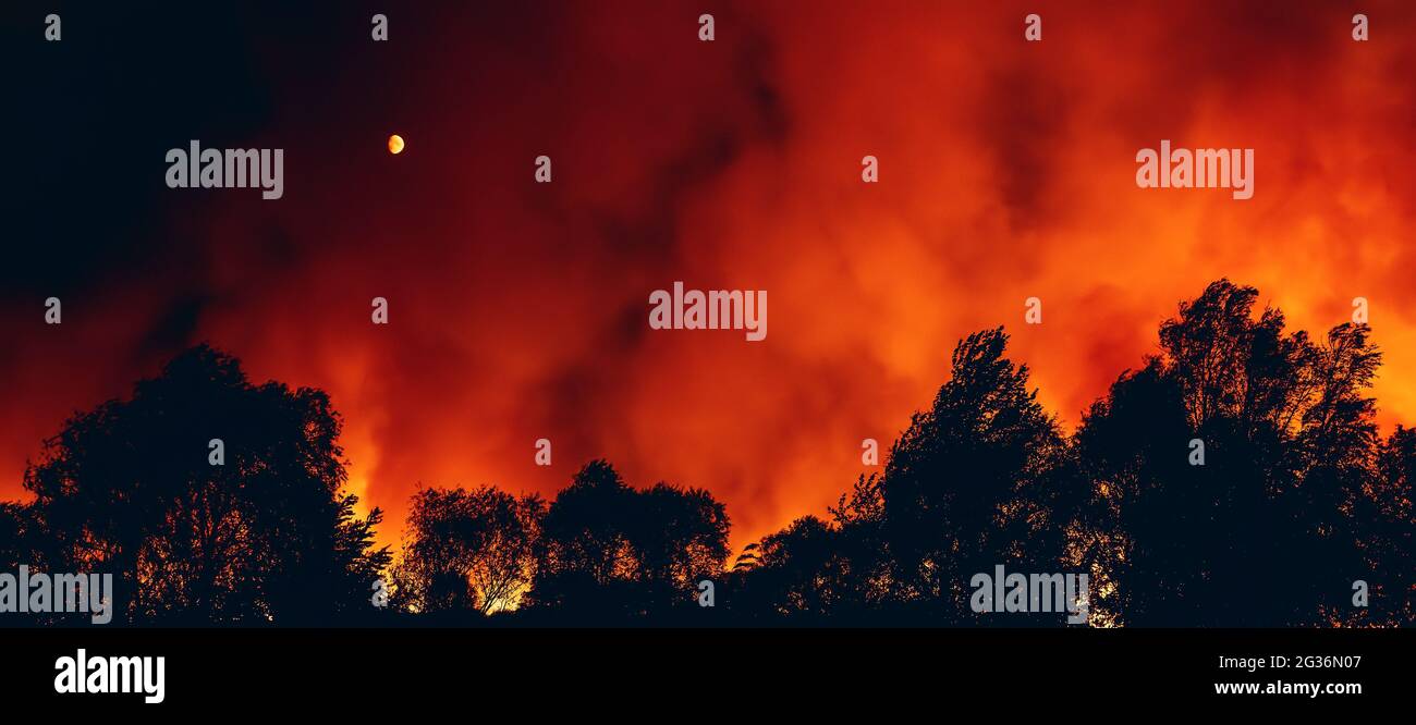 Fuoco di foresta di notte, fuoco selvatico secco stagione estiva, natura bruciante, immagine di bandiera orizzontale. Foto Stock