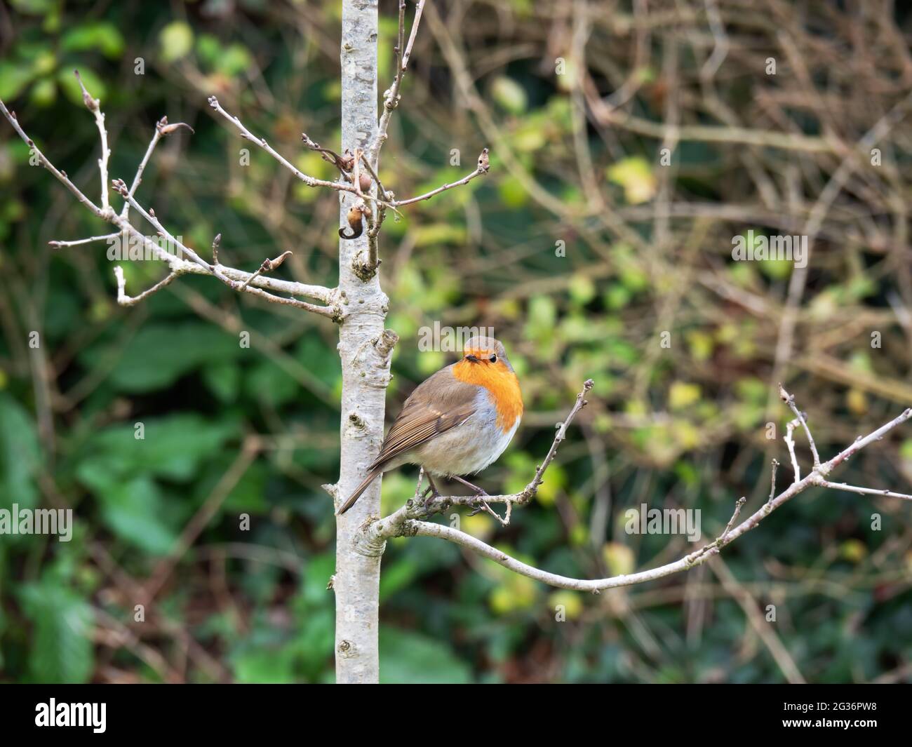 Il robin europeo alias Erithacus rubbecula sul ramoscello in campagna. Quizzical, la macchina fotografica di fronte. Foto Stock