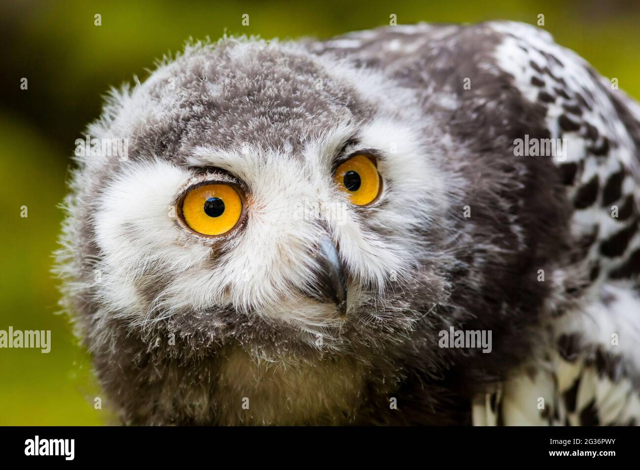 Pula nevosa (Strix scandiaca, Nyctea scandiaca, Buzo scandiacus), ritratto di un giovane di sei settimane Foto Stock