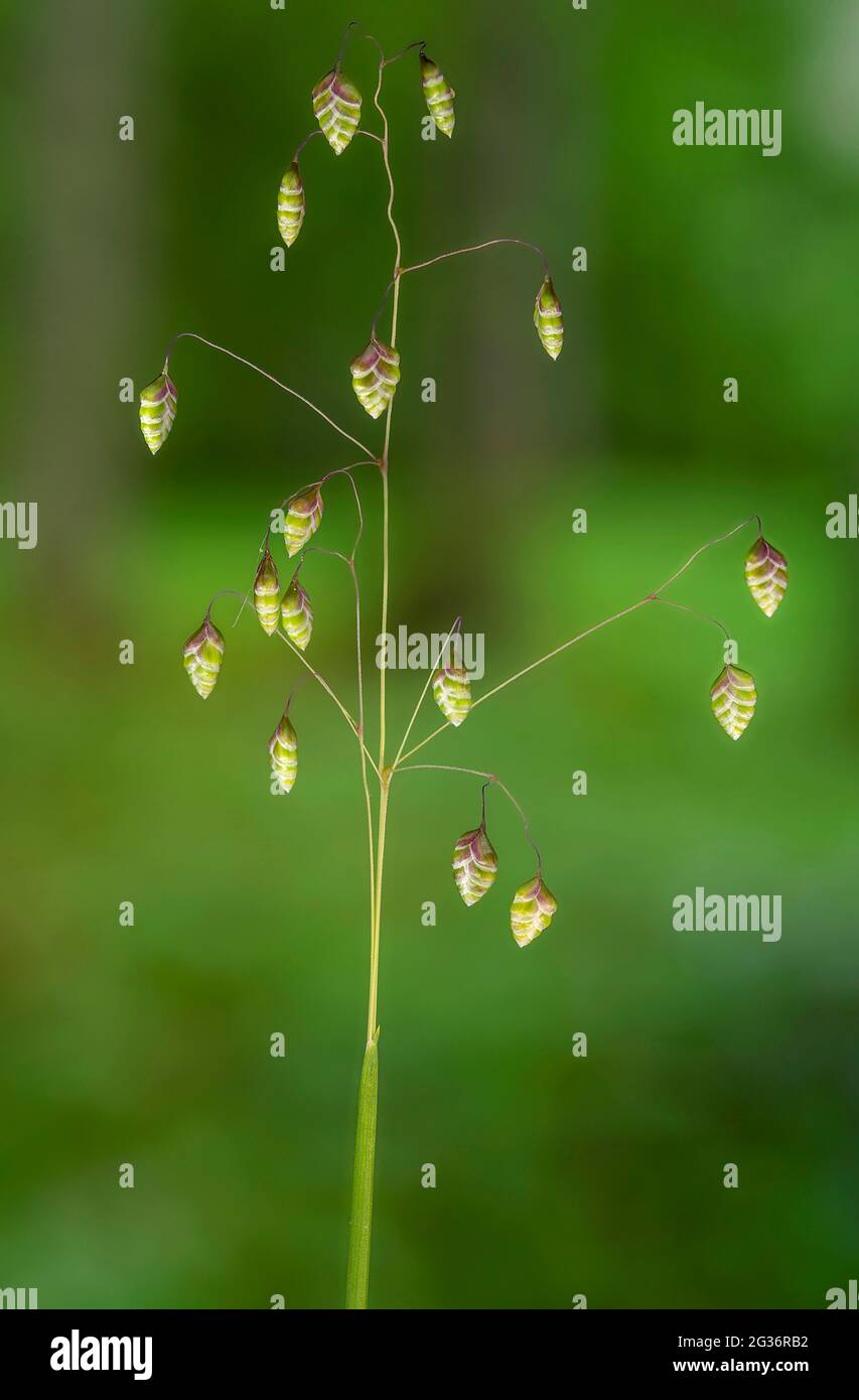 Quaking-grass, Cow-quake, Didder, Dithering-grass, Dodder-grass, Doddering Dillies, doddle-erba, terremoti, jiggle-joggles, Jockey-erba, Foto Stock