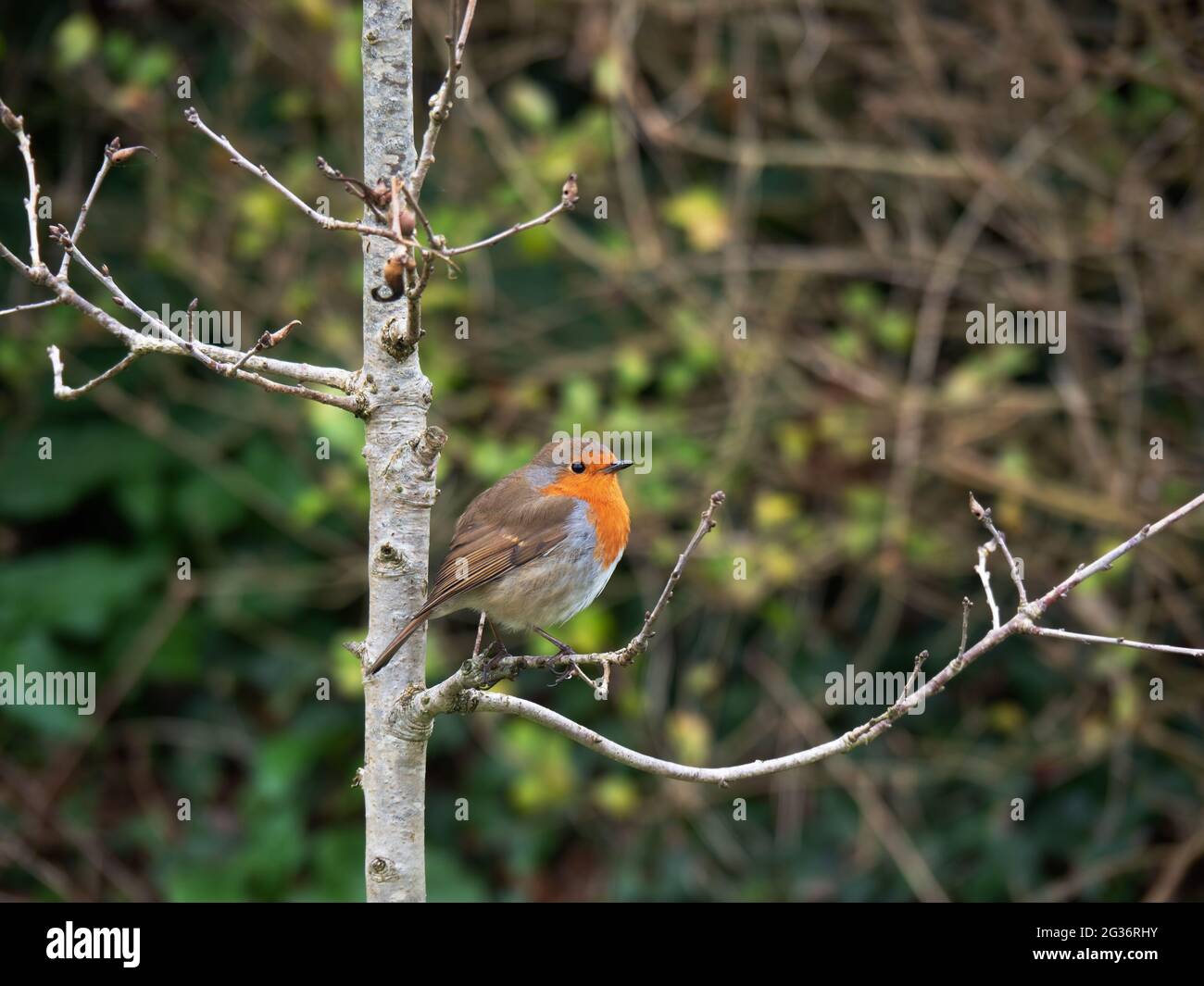 Il robin europeo alias Erithacus rubbecula sul ramoscello in campagna. Foto Stock