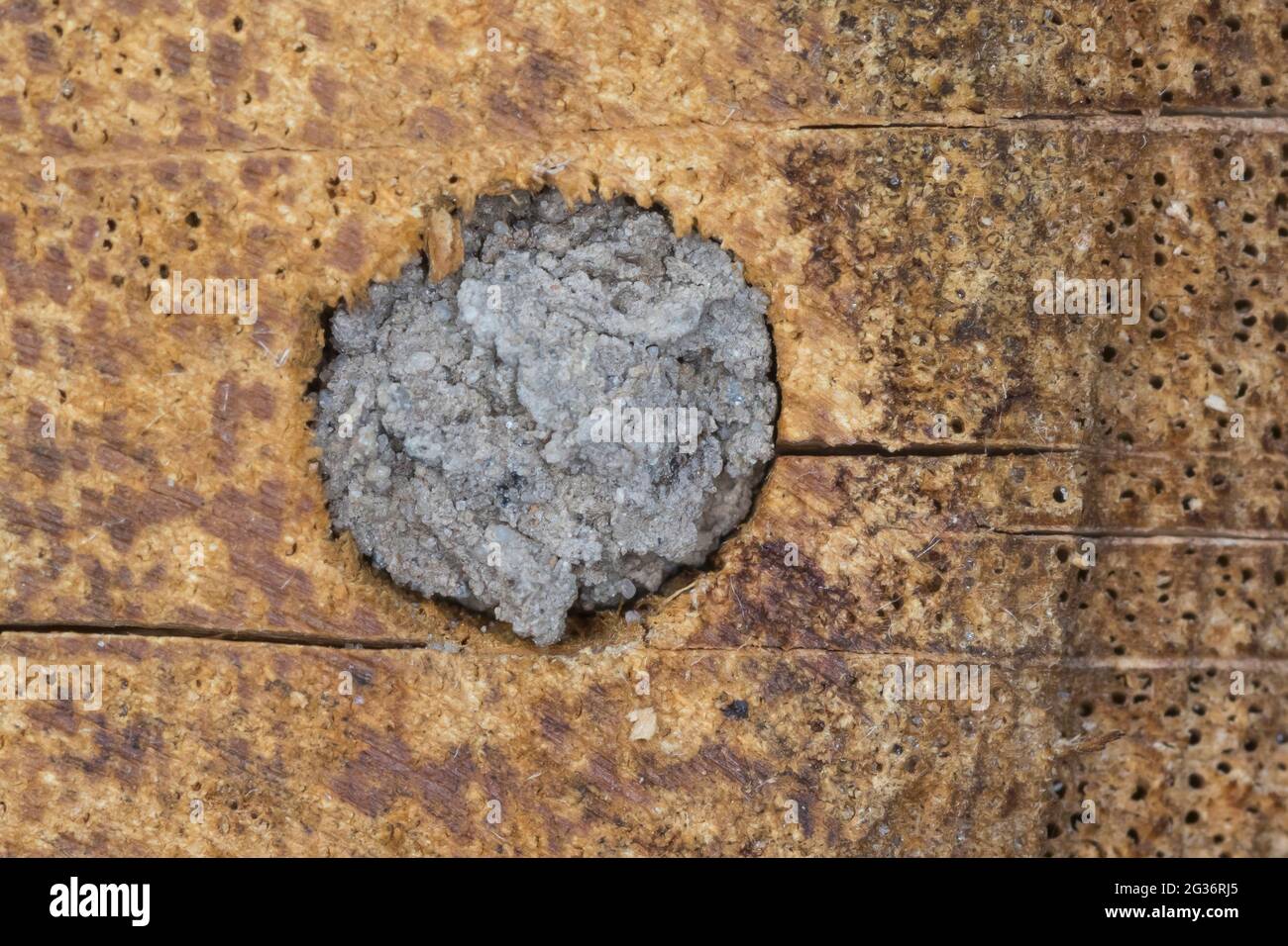 Ape di muratore rosso (Osmia rufa, Osmia bicornis), tubo di nidificazione sigillato in un hotel di api selvatiche Foto Stock