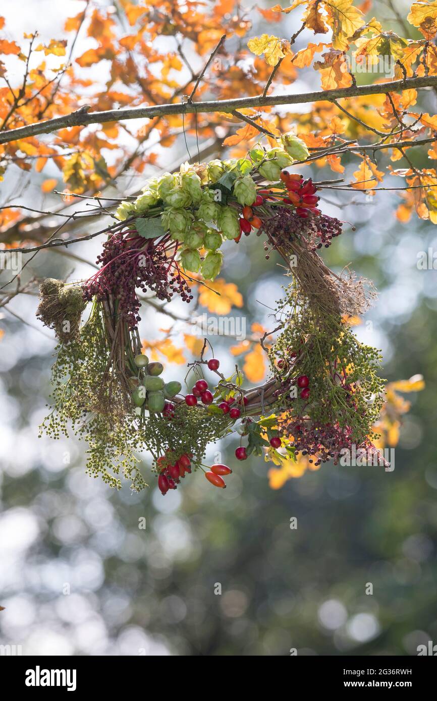 corona d'autunno realizzata con materiali naturali raccolti appesi a un ramoscello di quercia Foto Stock