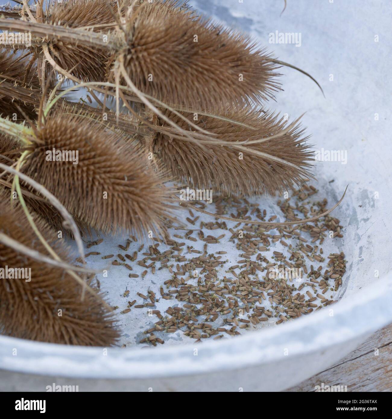Teasel selvatico, teasel di Fuller, teasel comune, teazle comune (Dipsacus fullonum, Dipsacus sylvestris), raccolto semi di teasel selvatico Foto Stock