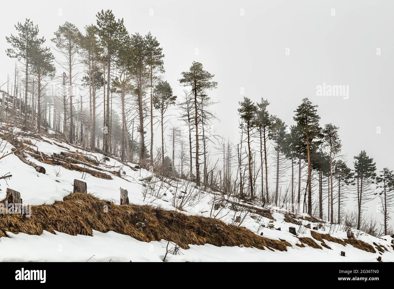 Pini, con il fogliame solo sulla sommità del tronco, lungo la cresta di una collina innevata immersa nella nebbia. Abruzzo, Italia, Europa Foto Stock