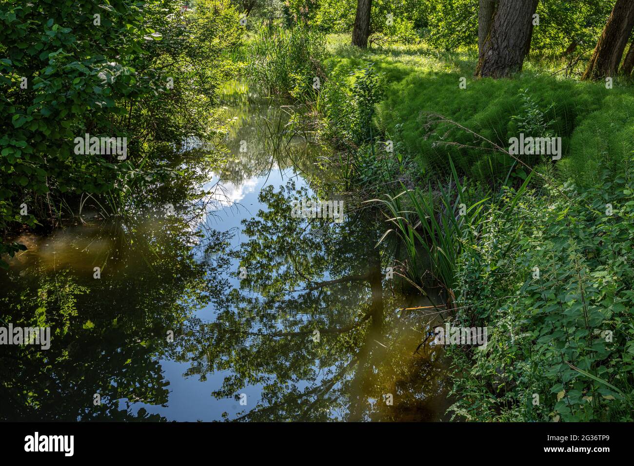 fiume lento che scorre tra la lussureggiante vegetazione verde in una calda giornata di primavera. Abruzzo, Italia, Europa Foto Stock