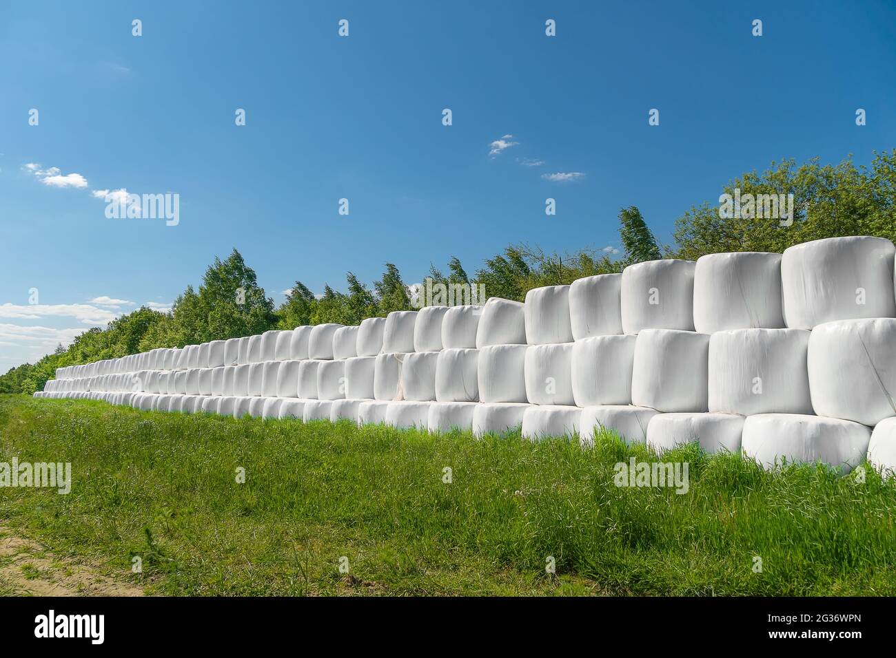 Campo di campagna con balle di fieno avvolte in sacchi di plastica in una giornata di sole contro un cielo blu Foto Stock