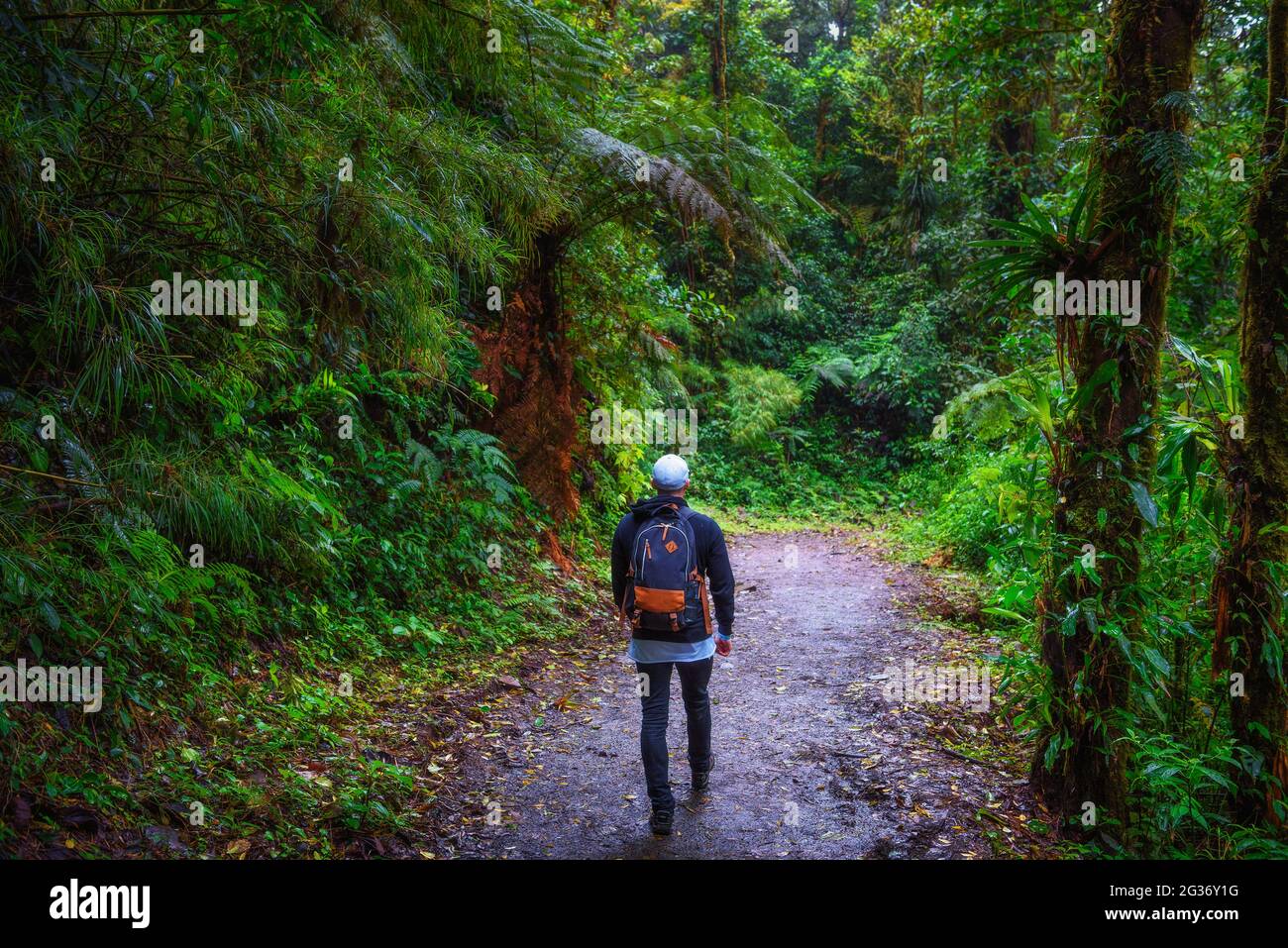 Tour turistico a piedi attraverso la giungla di Monteverde Cloud Forest, Costa Rica Foto Stock