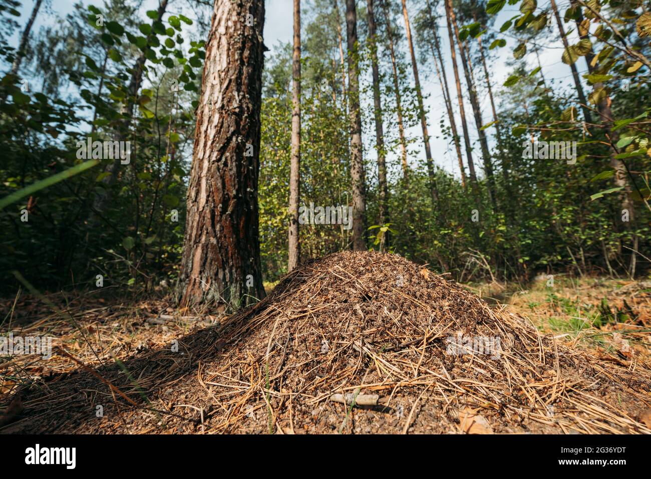 Red Forest Ants Formica Rufa in Anthill sotto Pine Tree. Red ANT Colony Foto Stock