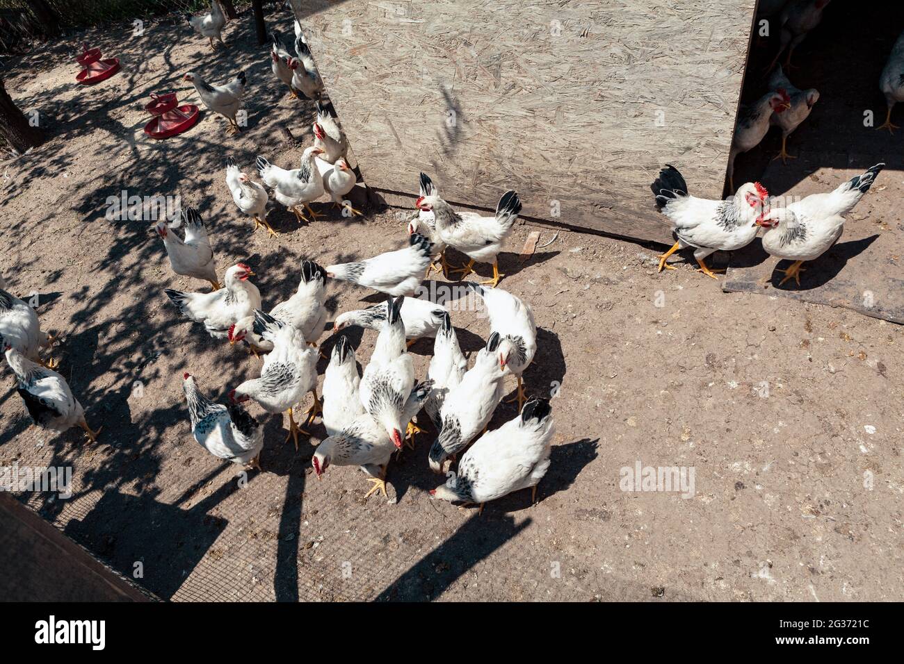 Allevamento di pollo . Broiler biologico pollame Farming di polli Foto Stock