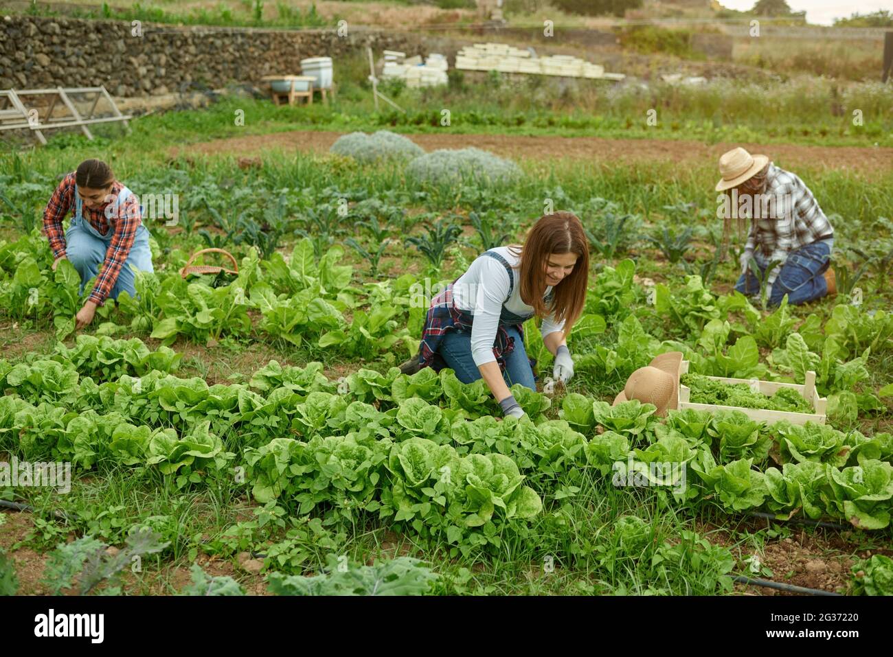 Raccoglitrici inriconoscibili che raccolgono la lattuga verde su terreni agricoli Foto Stock