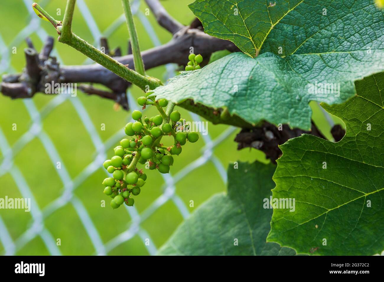 i vitigni coltivano a questo punto un sacco di uve concord Foto Stock