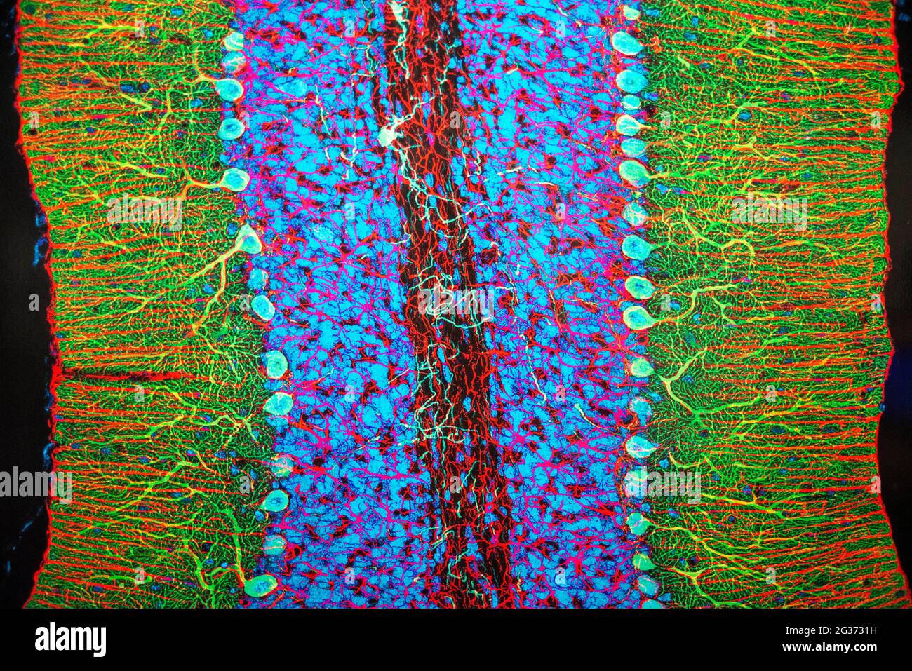 Neuroni Purkinje cerebellari. Mostra di cervello all'interno del MIT Museum Building al 265 di Massachusetts Avenue Cambridge, Boston, Massachusetts. USA il bellissimo Foto Stock