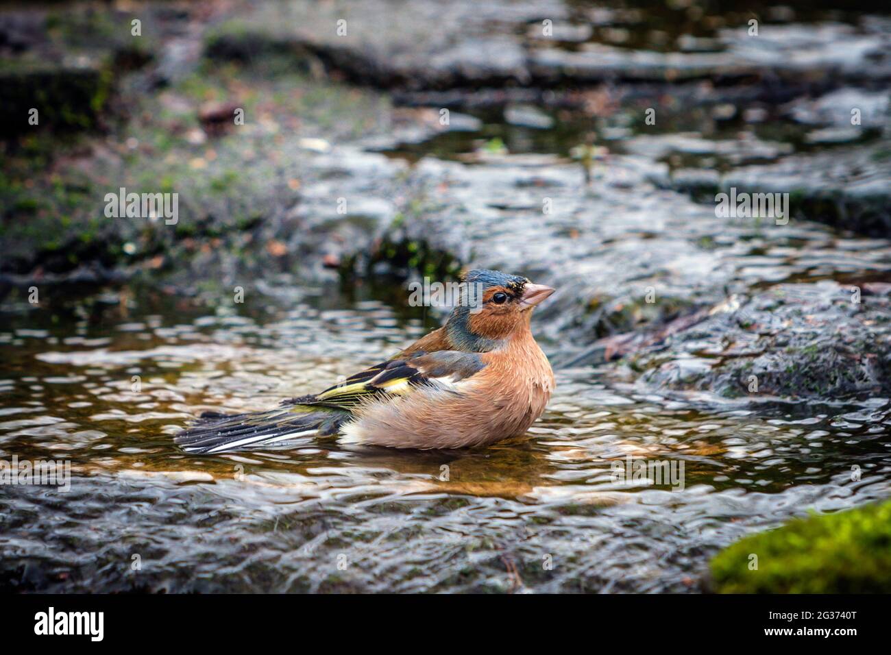 Chaffinch maschio adulto (coelebs Fringilla) in piedi in ruscello in un giardino di campagna inglese. Foto Stock