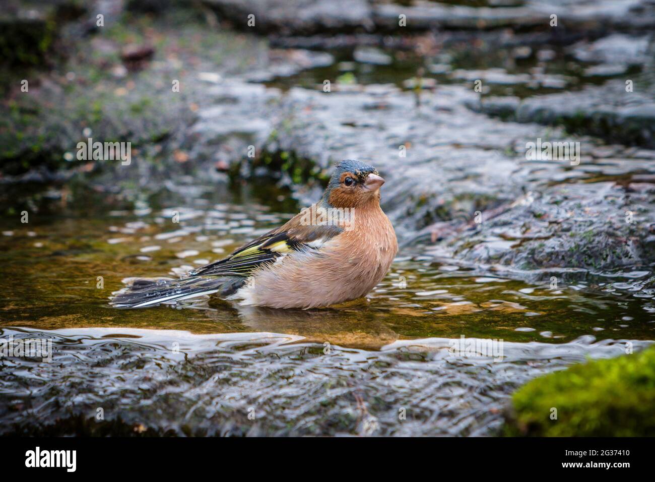 Chaffinch maschio adulto (coelebs Fringilla) in piedi in ruscello in un giardino di campagna inglese. Foto Stock
