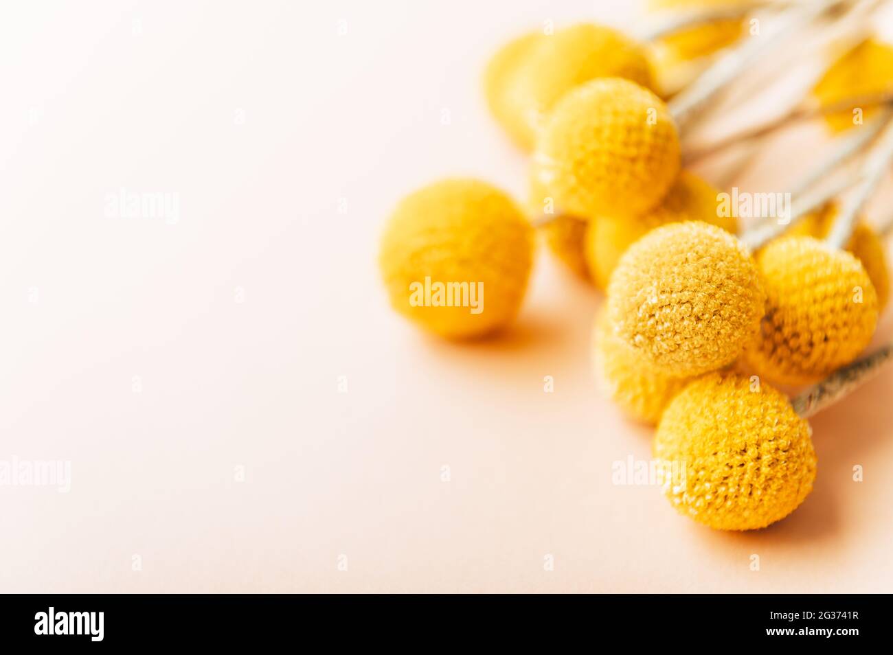 Il bizzarro, sferico mazzo di teste di fiori di Craspedia globosa di colore giallo senape, assomiglia a palle da ping-pong su stelo verticale argenteo. Trendy d Foto Stock