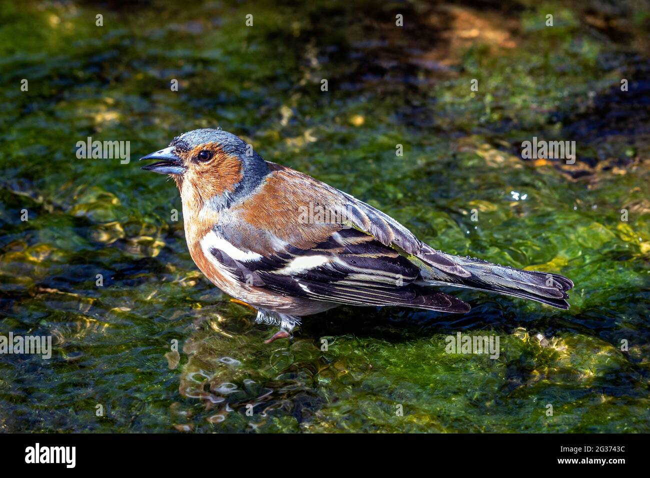 Chaffinch maschio adulto (coelebs Fringilla) in piedi in ruscello in un giardino di campagna inglese. Foto Stock