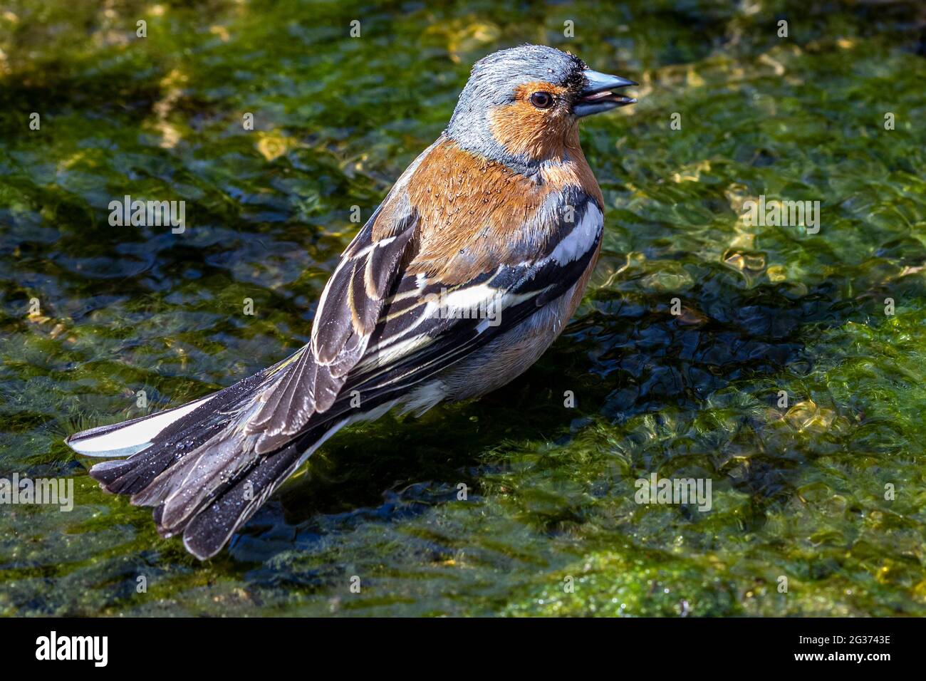 Chaffinch maschio adulto (coelebs Fringilla) in piedi in ruscello in un giardino di campagna inglese. Foto Stock