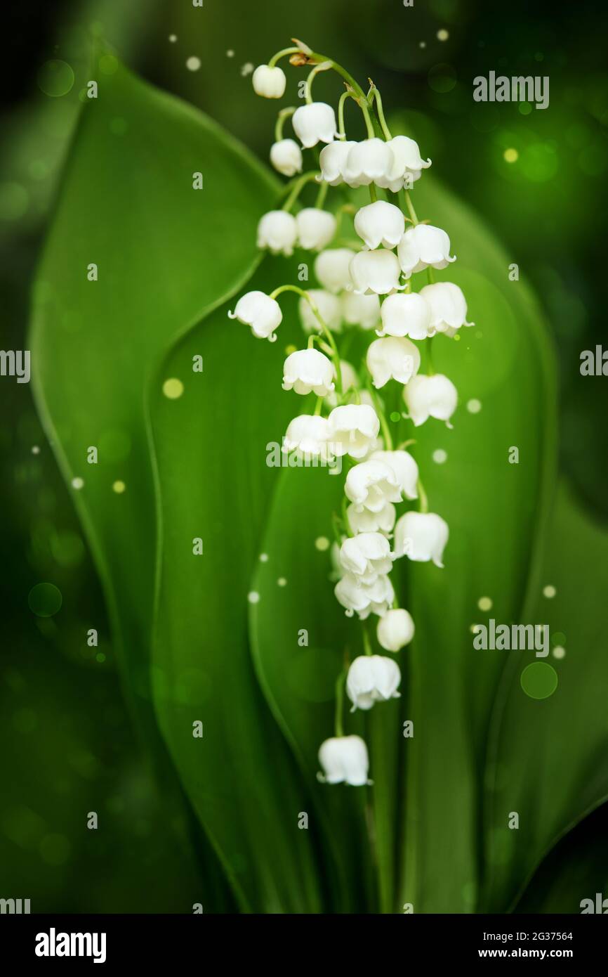 Giglio del fiore valle con foglie verdi da vicino. Una luce magica intorno ai fiori bianchi. Foto Stock