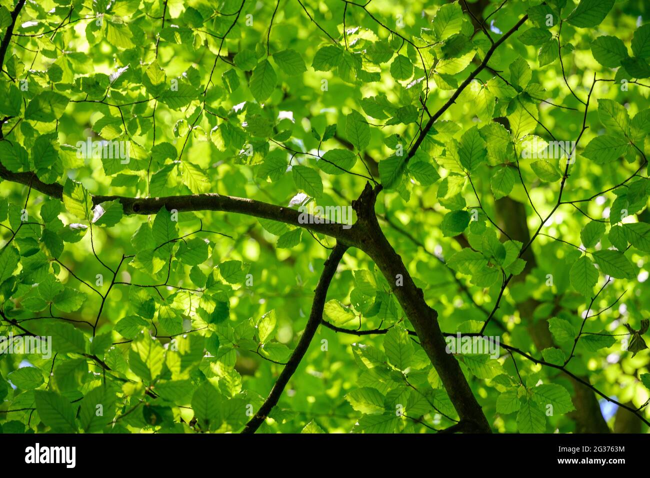 Foglie verdi fresche su un albero nel bosco Foto Stock