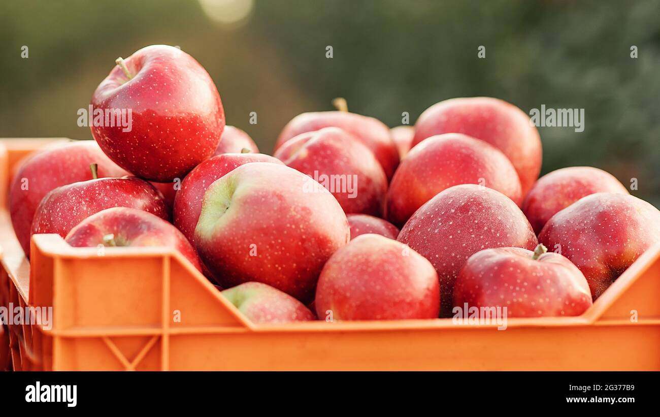 Raccolto in giardino e agricoltura intelligente. Concetto di business agricolo Foto Stock