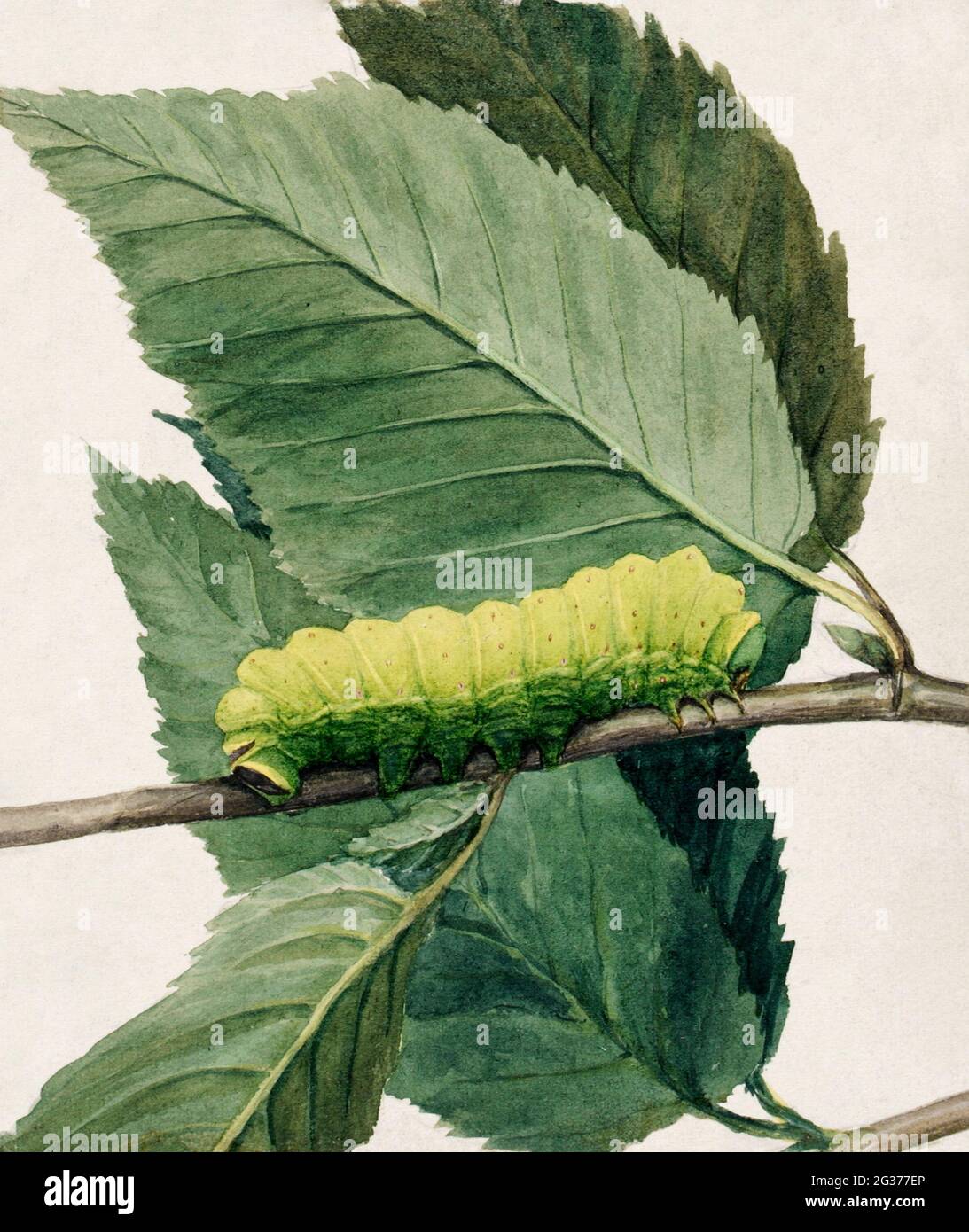 Lunar Caterpillar, studio per libro che nasconde la colorazione nel Regno degli animali pittura ad alta risoluzione di Abbott Handerson Thayer (1849–1921). Foto Stock