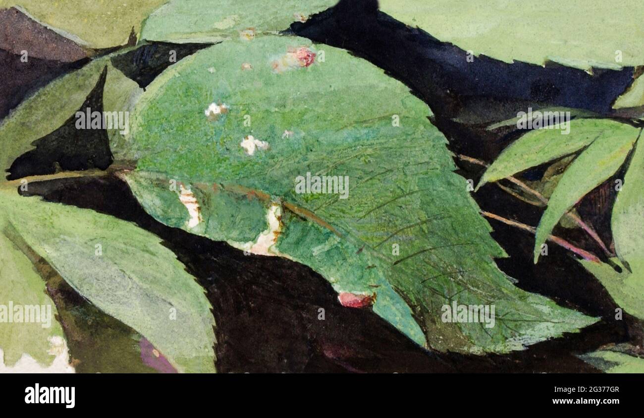 White Birch Leaf Edge Caterpillar, studio per libro che nasconde la colorazione nel Regno degli Animali pittura ad alta risoluzione di Abbott Handerson Thayer. Foto Stock