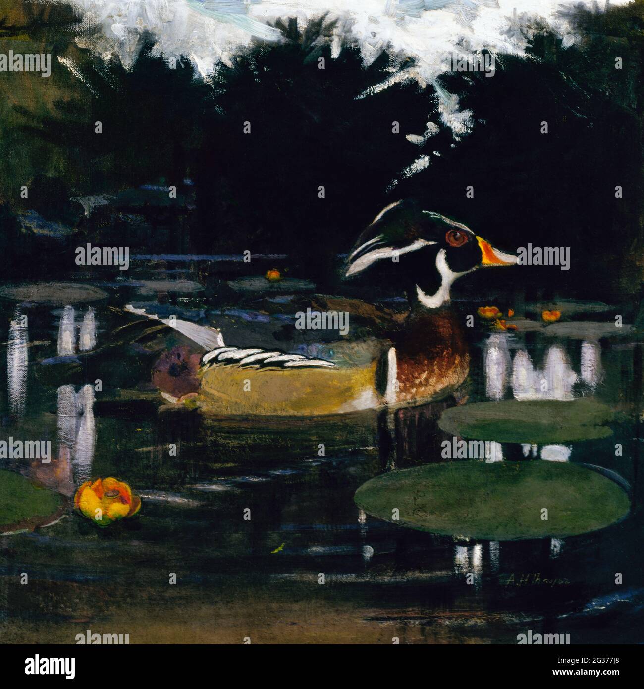 Scopata di legno maschio in una piscina di foresta, studio per libro che nasconde la colorazione nel Regno degli animali (ca.1905–1909) dipinto di Abbott Handerson Thayer. Foto Stock