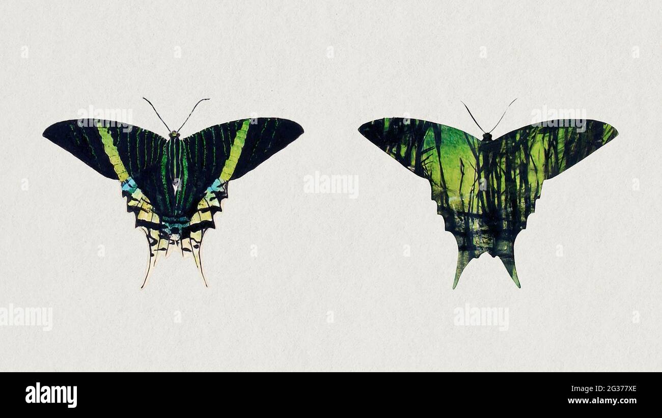 Urania Moth, cartella di studio per libri che nascondono la colorazione nel Regno degli Animali vari media e collage in alta risoluzione di Abbott Handerson Thayer Foto Stock