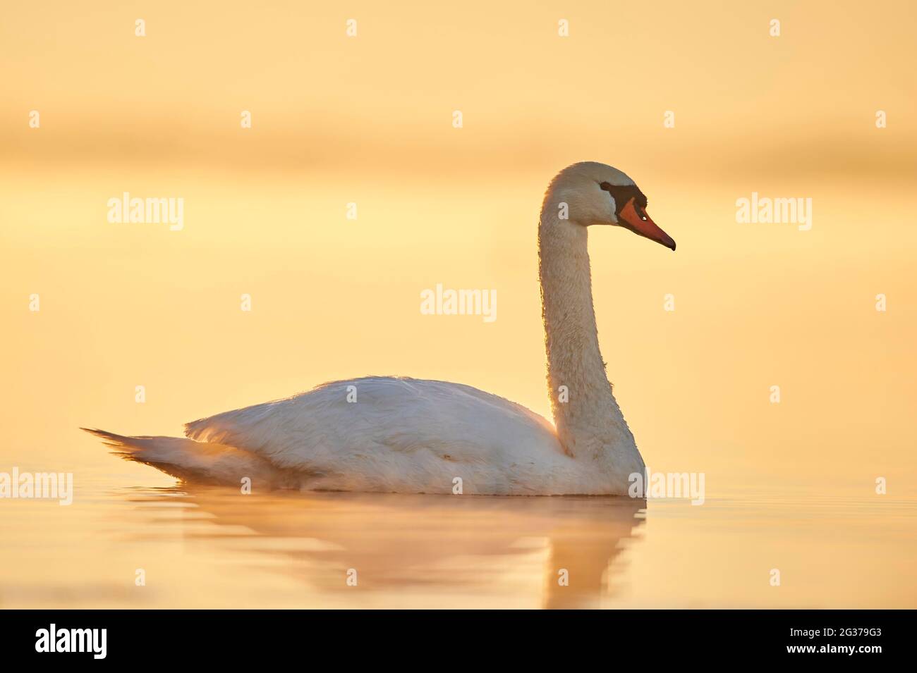 Cigno muto (Cygnus olor) nuotare sul fiume donau all'alba, Baviera, Germania Foto Stock