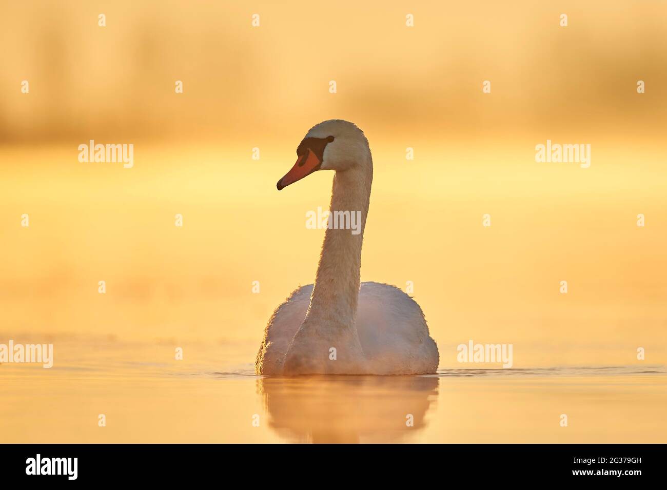 Cigno muto (Cygnus olor) nuotare sul fiume donau all'alba, Baviera, Germania Foto Stock