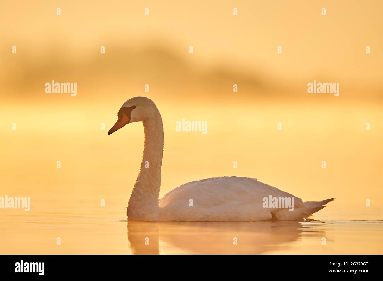 Cigno muto (Cygnus olor) nuotare sul fiume donau all'alba, Baviera, Germania Foto Stock