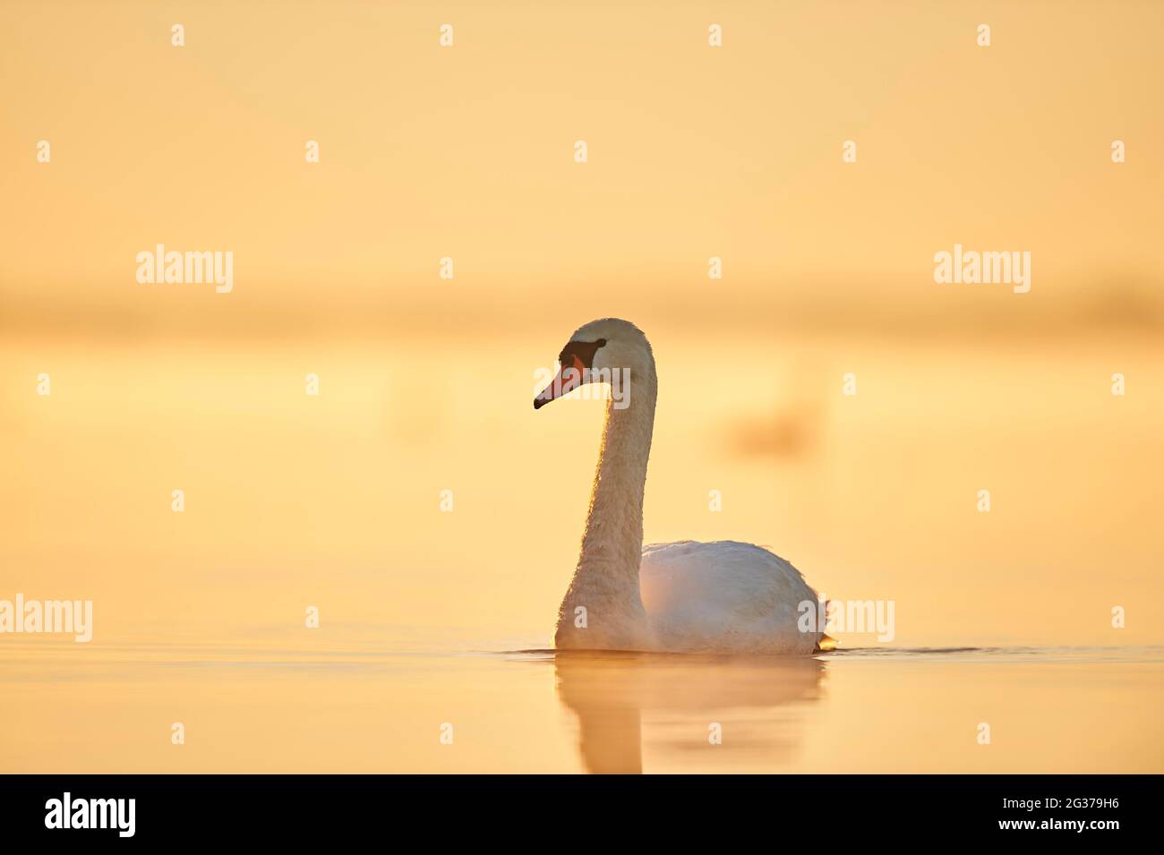 Cigno muto (Cygnus olor) nuotare sul fiume donau all'alba, Baviera, Germania Foto Stock