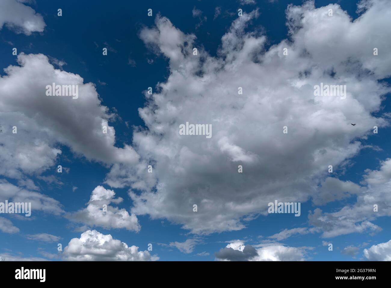 Cumulus cloudn (Cumulus), cielo blu, Germania Foto Stock