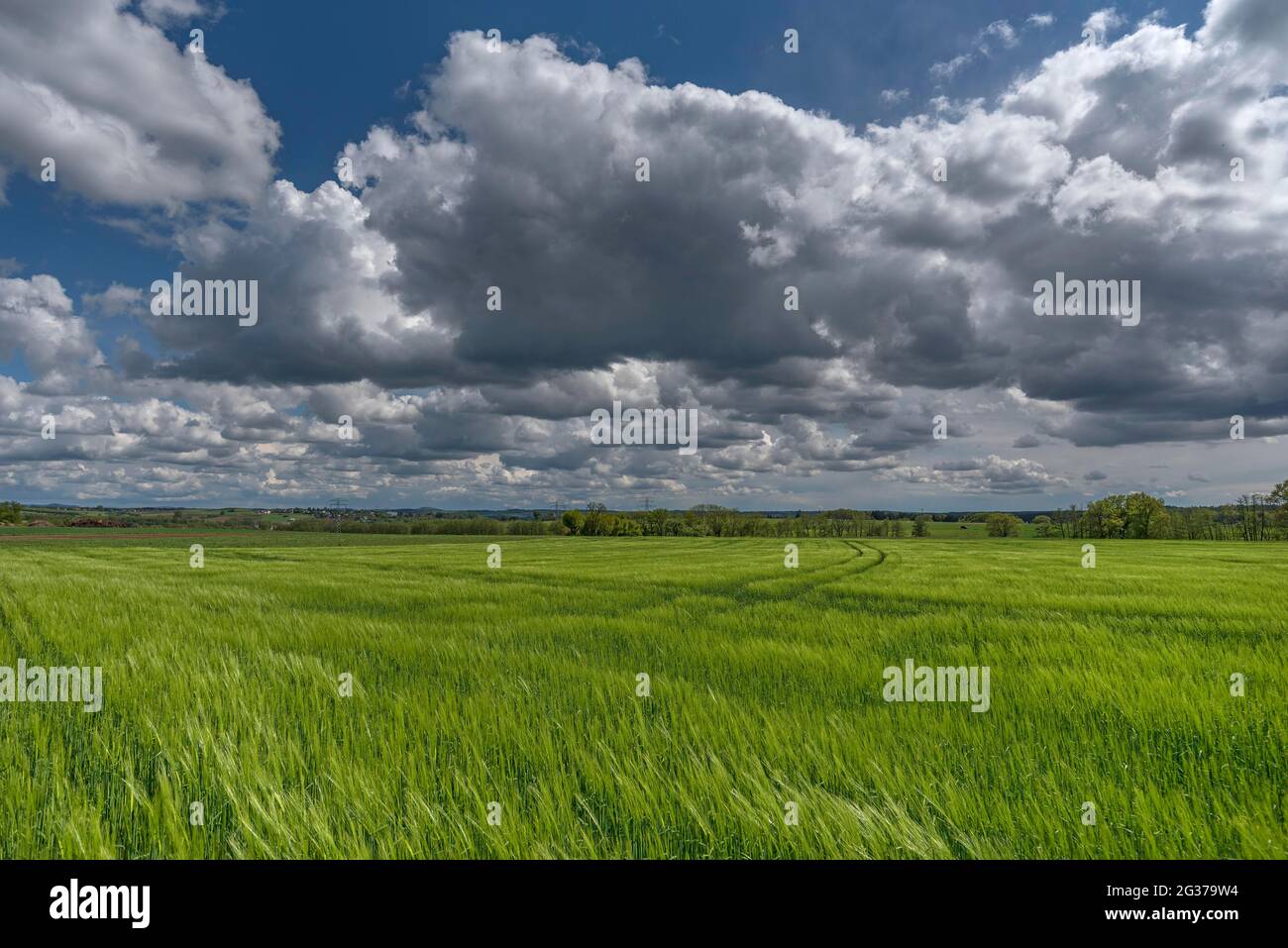 Campo di grano non maturo (Triticum aestivum) con cielo nuvoloso, Baviera, Germania Foto Stock