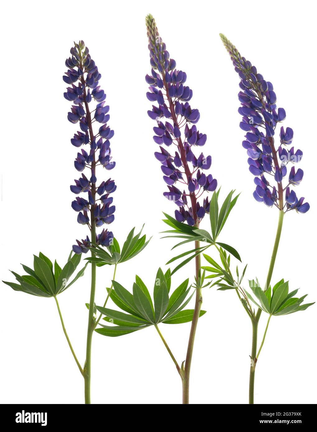 Lupin (Lupin) su sfondo bianco, studio girato, Germania Foto Stock