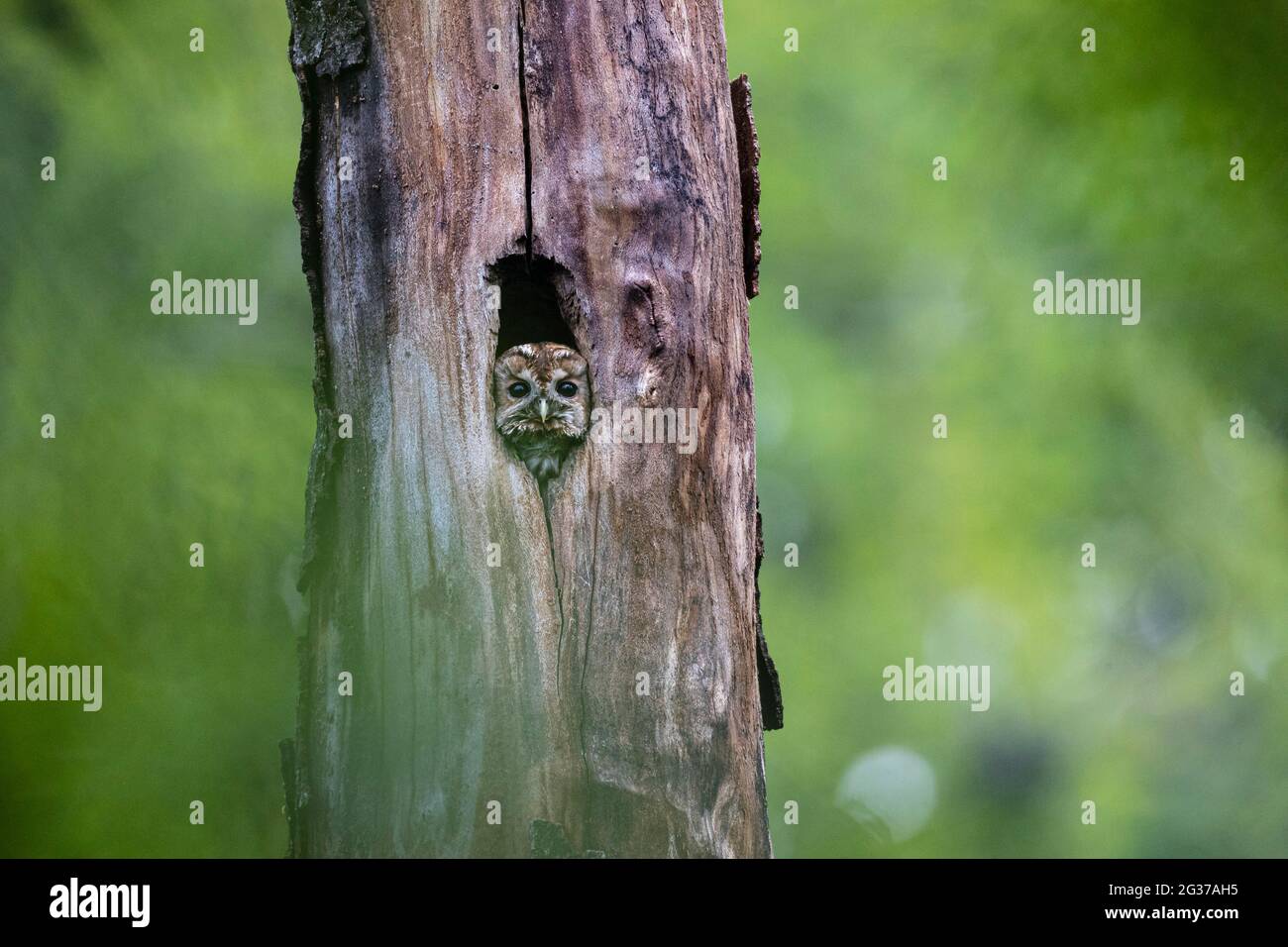 Gufo da traino (Strix aluco), uccello adulto che guarda da una cavità di albero, Francoforte, Assia, Germania Foto Stock