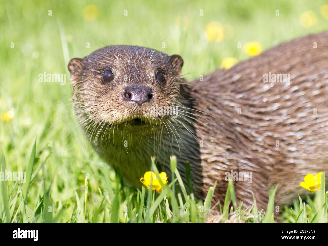 Lontra presso il British Centro faunistico Foto Stock