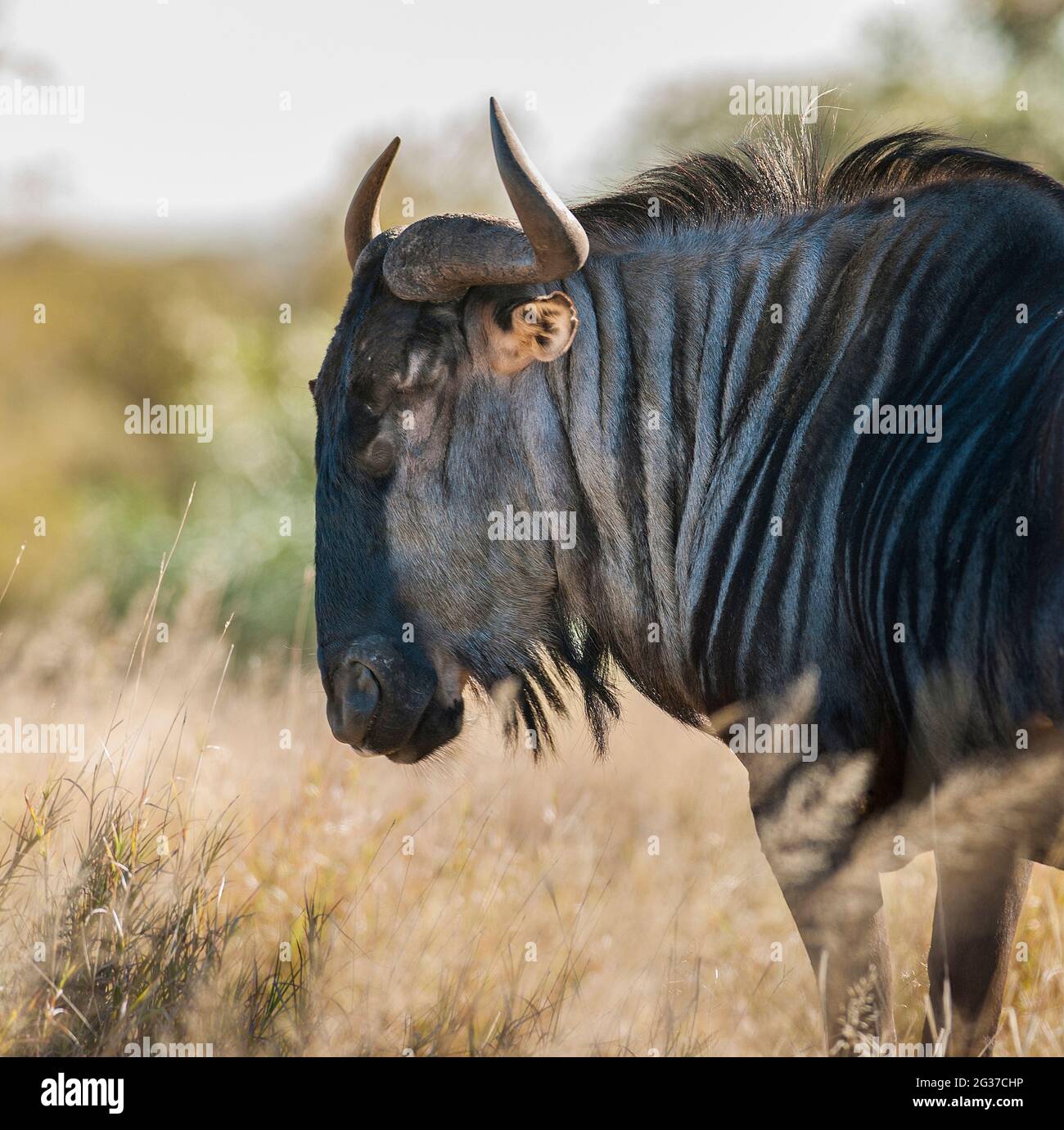 Black wildebeest gnou, Connochaetes taurinus, Kruger National Park, Sudafrica. Foto Stock