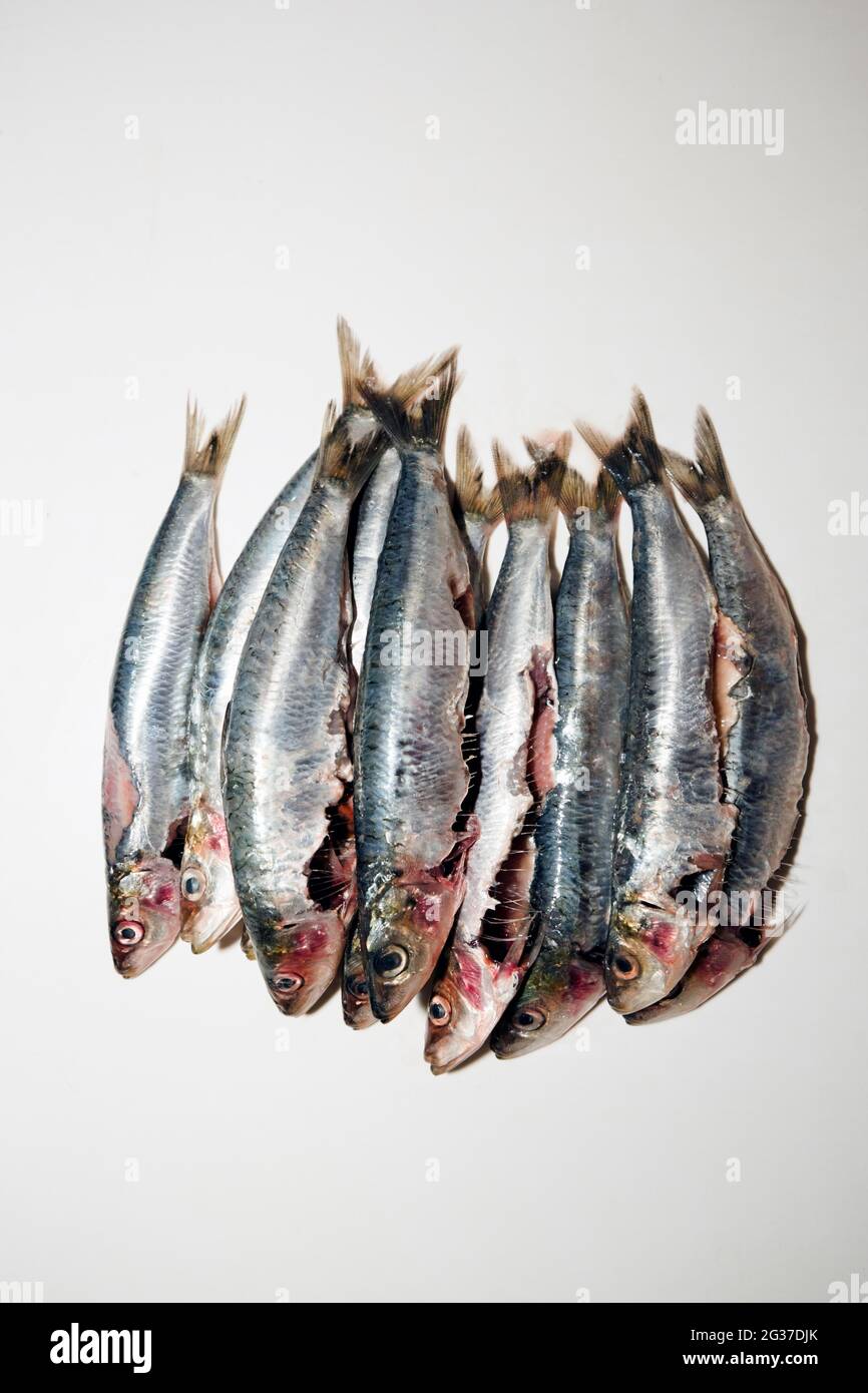 Sardine fresche eviscerate (Sardina pilchardus), Germania Foto Stock
