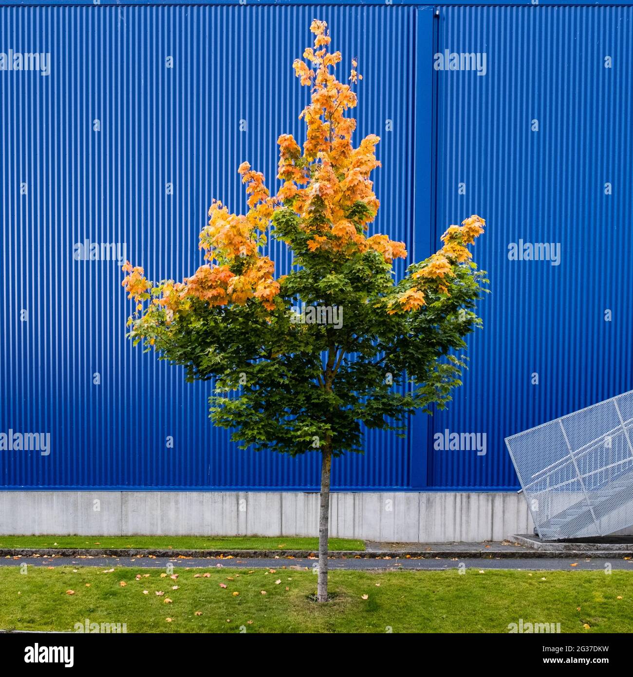 Albero autunnale, Trondheim, Norvegia Foto Stock