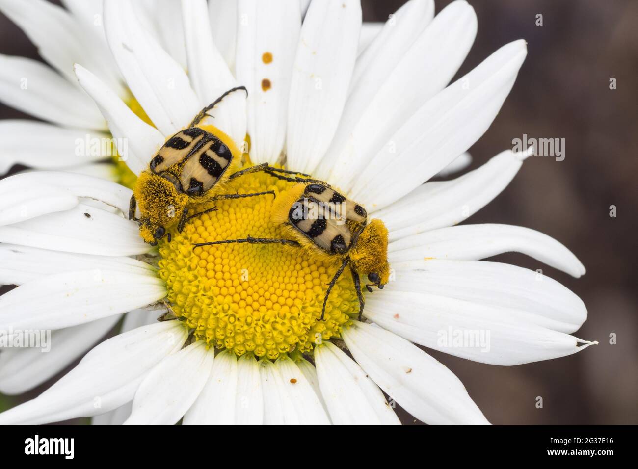 Due barbabietole a spazzola (Trichius fasciatus), su fiore di Daisy (Leucanthemum vulgare) Foto Stock