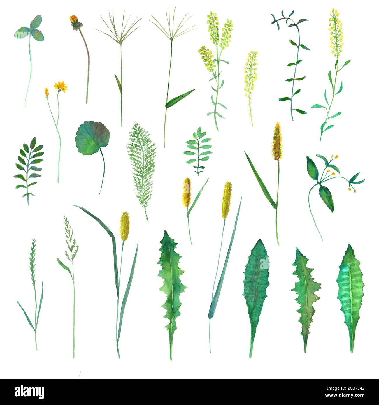 Set con fiori selvatici prato, erbe, erbe. Acquerello disegno a mano illustrazione botanica isolato su sfondo bianco. Acquerello floreale erbe col Foto Stock