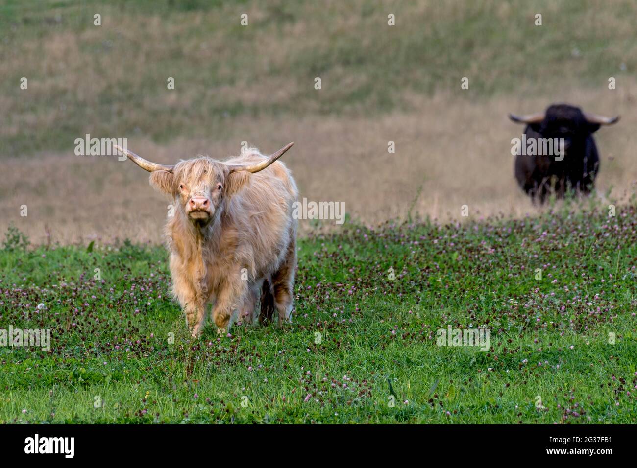 Bestiame delle Highlands scozzesi, bestiame delle Highland o Kyloe (Bos primigenius F. taurus), mucca bianca e toro nero, toro su un pascolo, Assia, Germania Foto Stock