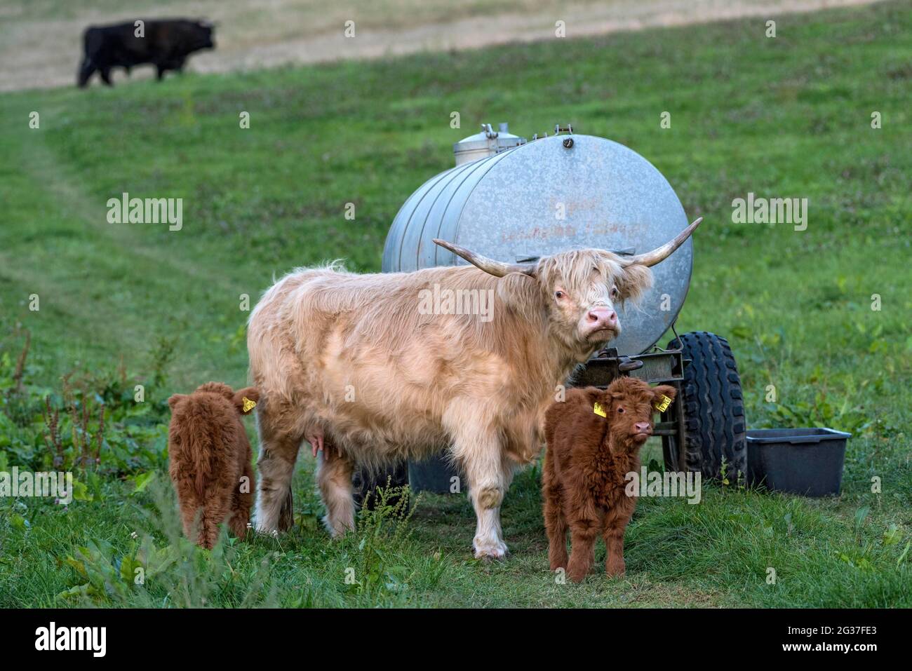 Bestiame delle Highlands scozzesi, bestiame delle Highland o Kyloe (Bos primigenius F. taurus), animali giovani, vitelli con diga, mucca e toro su un pascolo, Assia Foto Stock