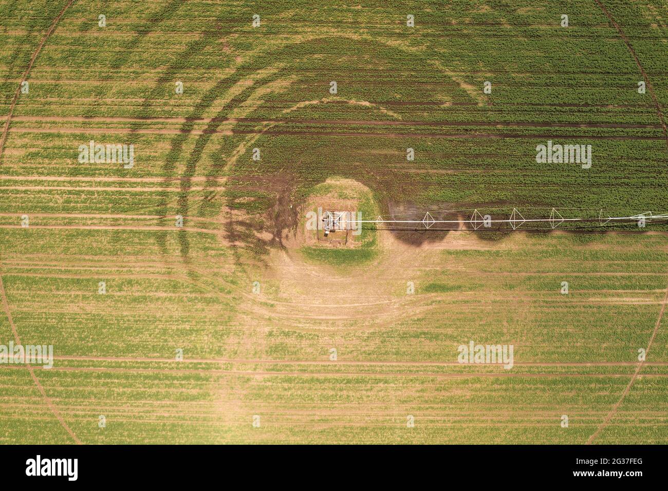 Vista aerea dell'attrezzatura di irrigazione del perno centrale che innaffia le piantine verdi di soia su piantagione di fattoria, video di pov del drone Foto Stock