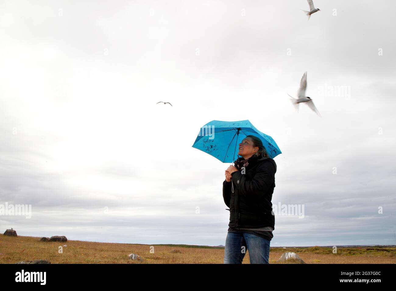 Donna con ombrello blu, sterne artiche (Sterna paradisaea) (Laridae), Charadriiformes, volo, attacco, Hellissandur, Snaefellsnes, Snaefellsnes Foto Stock