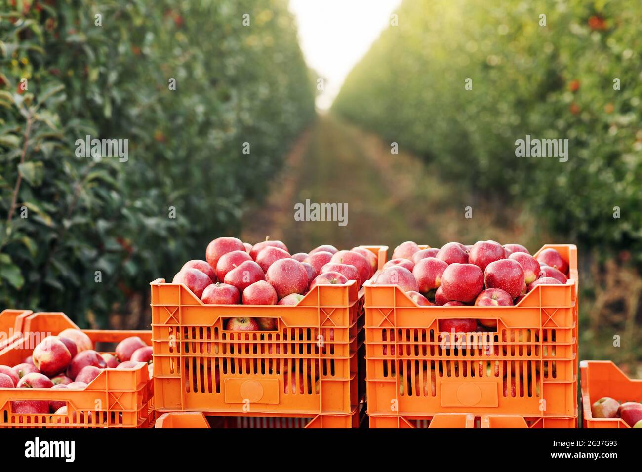 Lavori stagionali per frutticoltura, raccolta eco, commercio, commercio e vendita in estate o in autunno Foto Stock